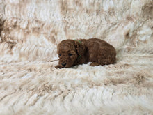 Load image into Gallery viewer, AKC Miniature Poodle Green collar Male 10 lbs $300 deposit ($2,000)
