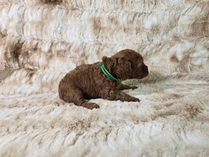 AKC Miniature Poodle Green collar Male 10 lbs $300 deposit ($2,000)
