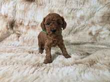 Load image into Gallery viewer, AKC Miniature Poodle Green collar Male 10 lbs $300 deposit ($2,000)
